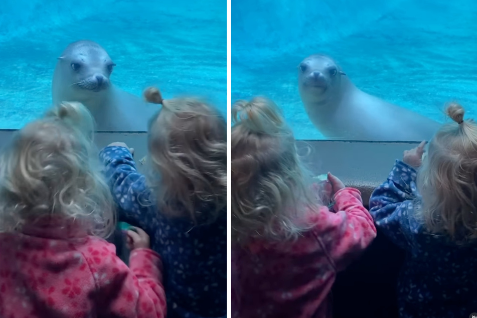 As the twin girls stand by the seal's water enclosure, the animal seems confused by the sight of them.
