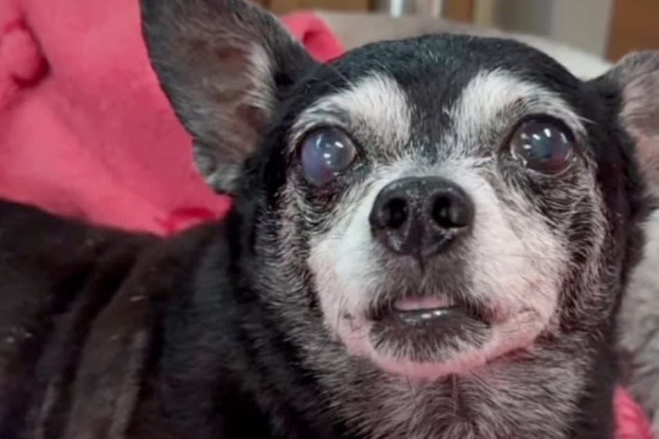 15-year-old dog is saved from life on the street – then rescuers learn her heartbreaking origins