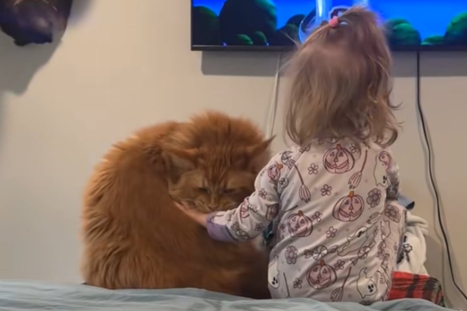 TikTok users were obsessed with the dynamic kitty baby duo, pointing out how adorable it was that they "matched" – both red-haired and both roughly the same size!