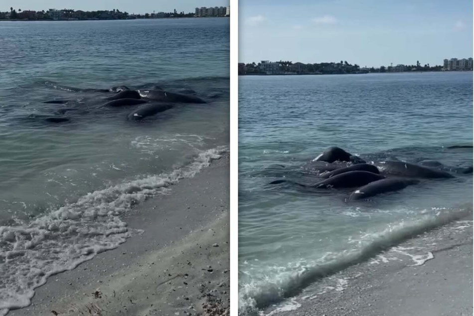 Animal orgies spark calls to Florida police and hilarious response: "Don't call us"