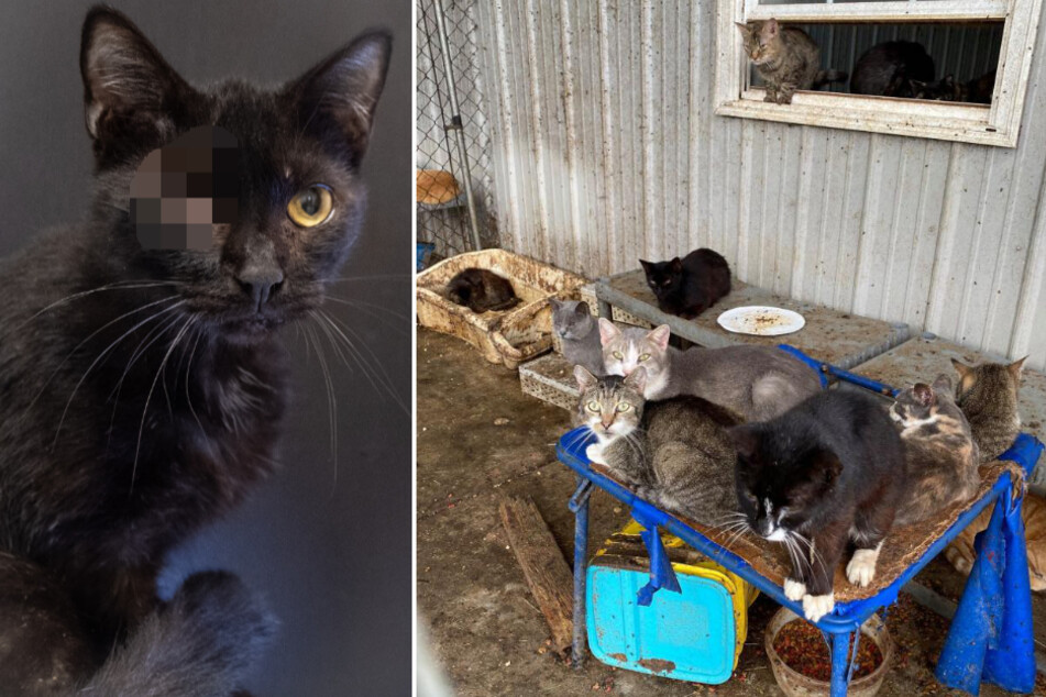 Shocking animal abuse: almost 200 cats kept in catastrophic living conditions