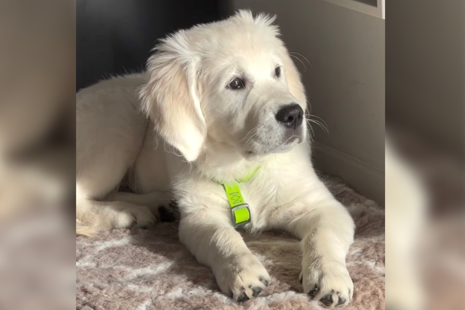 After her first dog passed away suddenly, this owner started paying attention to her pet's diet.