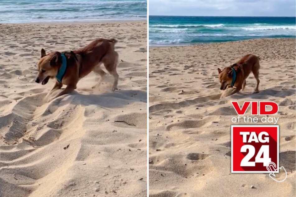Viral Video of the Day for September 9, 2023: Beach dog brings the moves with hilarious twerking!