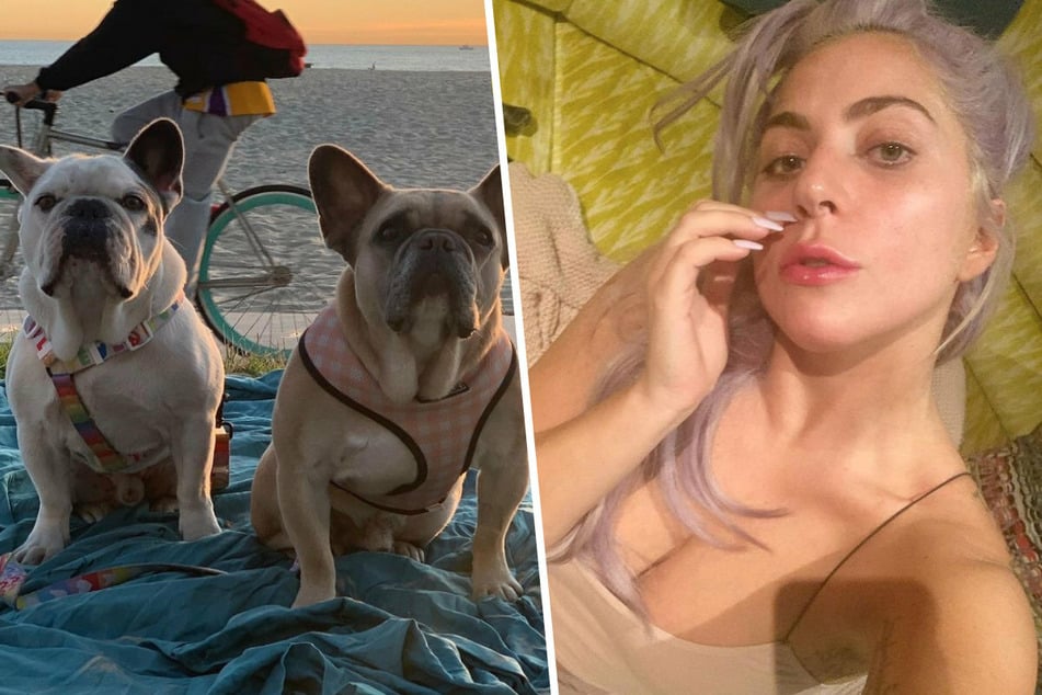Lady Gaga (34) offered a reward for the return of her two dogs Koji and Gustav (collage).