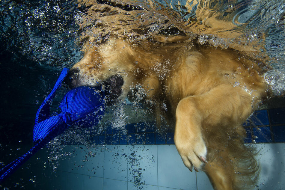 Some breeds of dogs are so good at swimming that they are actually used to save humans!