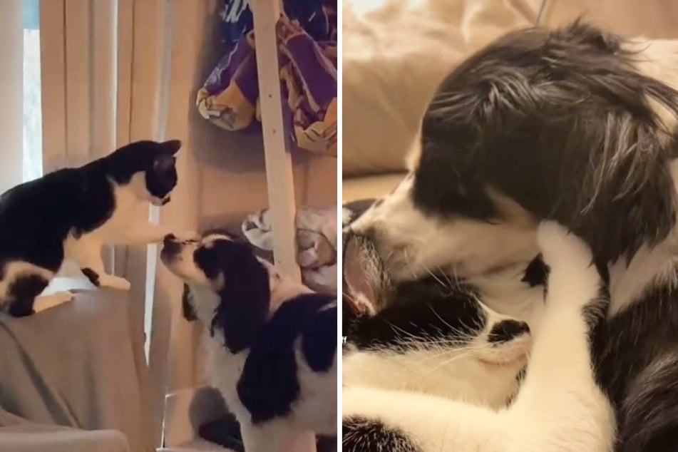 Cat has the most heartbreaking reaction to the loss of his dog brother