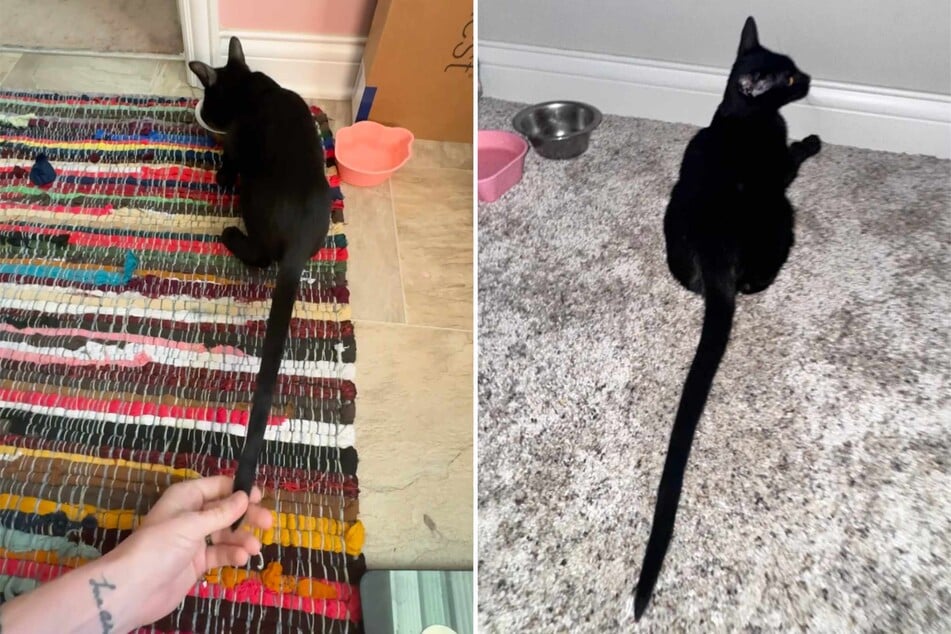 Tiny kitten's insanely long tail leaves Reddit users shocked: "That's not a tale, that's a saga!"