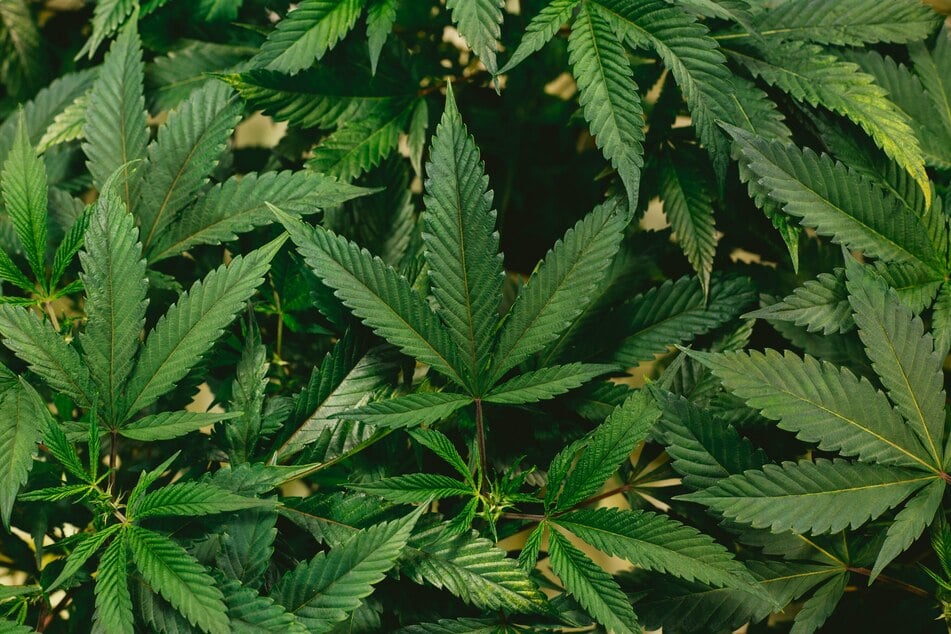 A pair of studies have found that older adults who use marijuana have a higher risk of heart attack or stroke when hospitalized than non-users and are more likely to develop failure if they are a daily user.