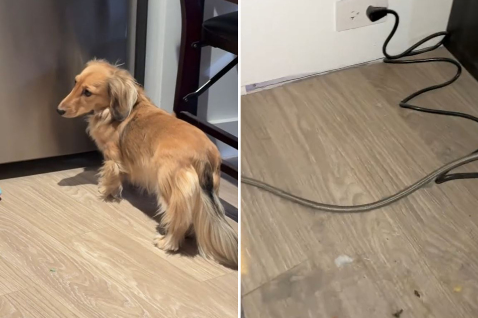 As it turns out, Kirkland is just a hungry dog!