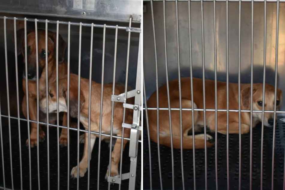 After the animals had been loaded into transport boxes, the four-legged friends were taken to the Genesee County animal shelter.