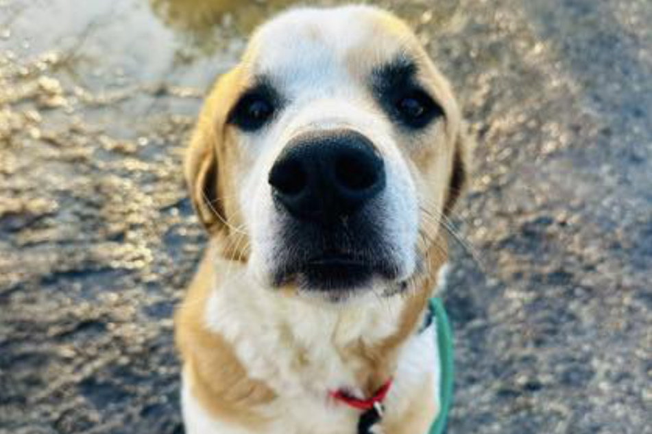 This dog tried to block out the world with his paw.