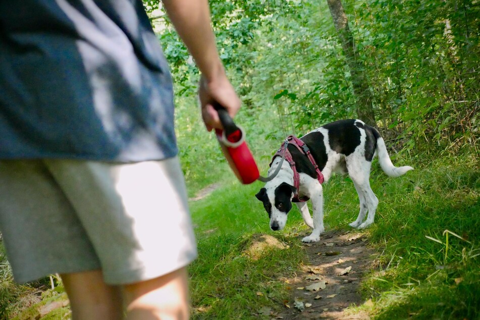 Some dogs pull on the leash because they want a reward.