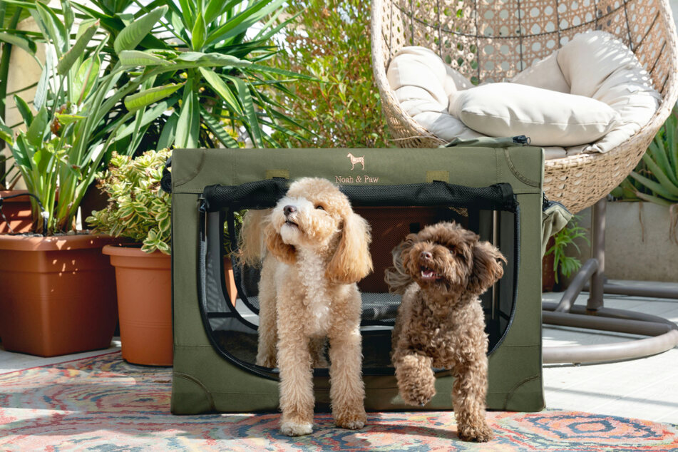 Use the discount code to save big on Noah & Paw essentials, like this flexible crate.
