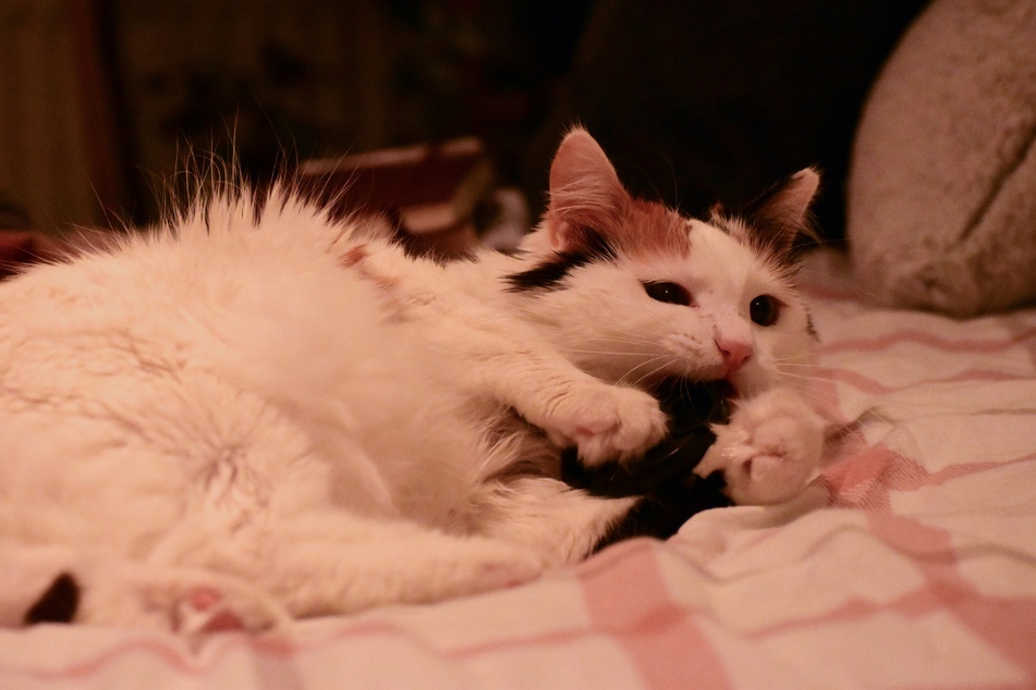 Turkish Vans are cute and cheerful cats.
