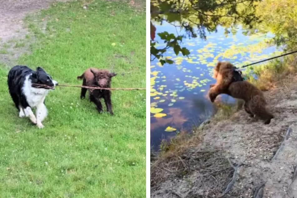 As soon as the young dog mom was out of the house, the drama began.