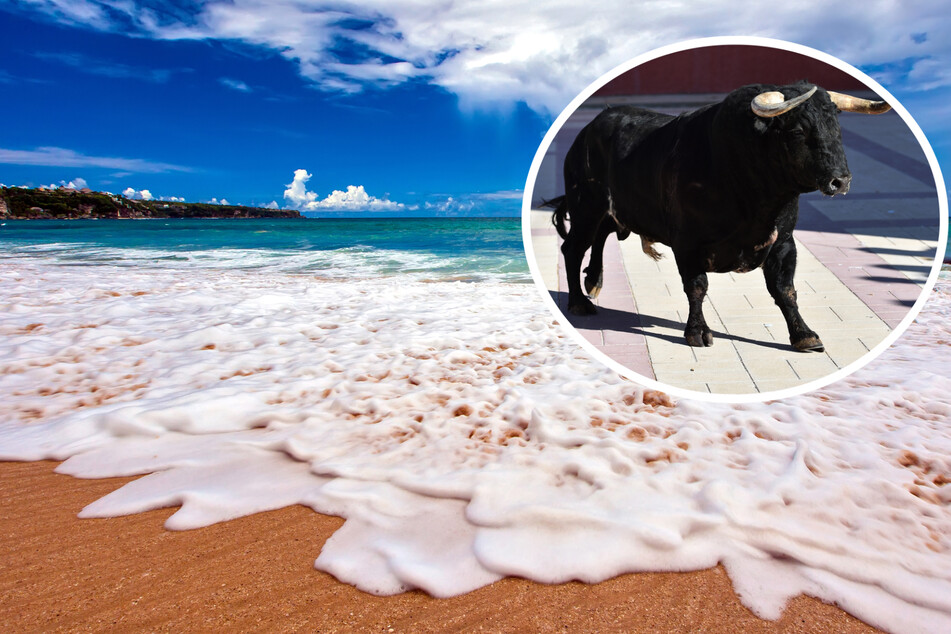 An unidentified tourist was attacked by a wild bull on a beach in Mexico after horrified onlookers tried to warn her not to interact with it.
