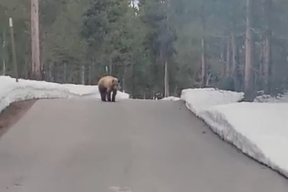 Luckily, Evan knew just how to behave when approached by a wild bear.