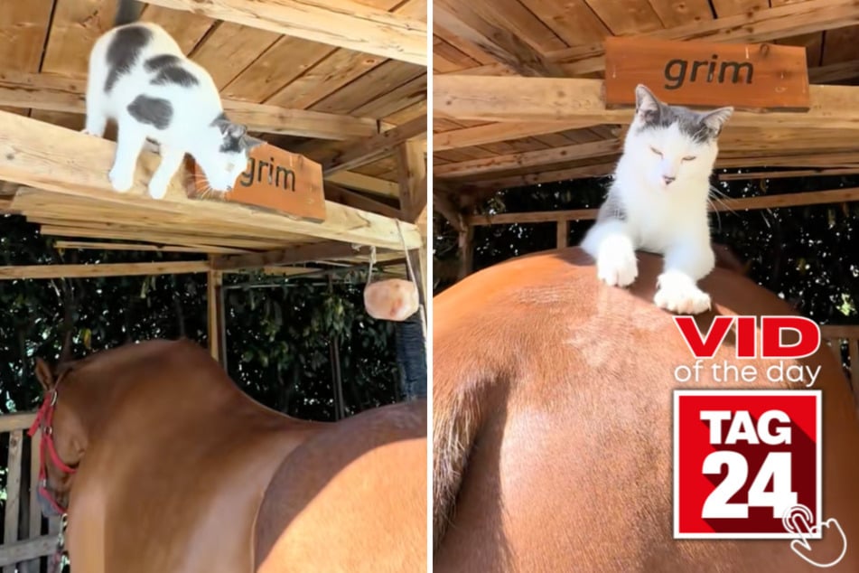 This cat jumped onto a horse's butt and got super comfy while sunbathing.