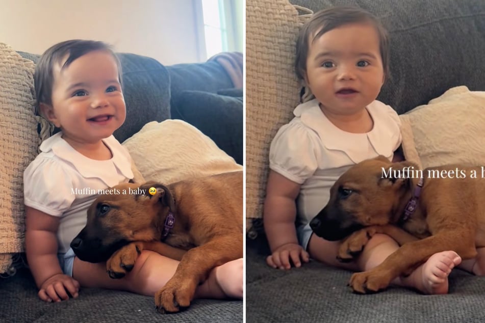 Puppy Muffin meets a ten-month-old baby and immediately feels a bond with her.