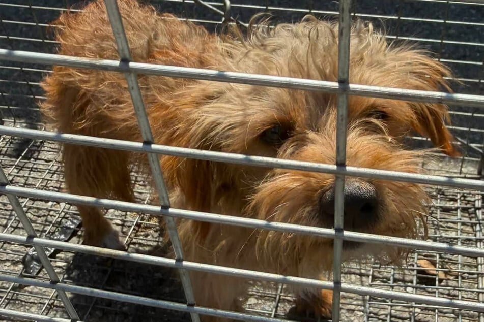 Stray no more! Stars align for seemingly somber pup in sweet reunification story