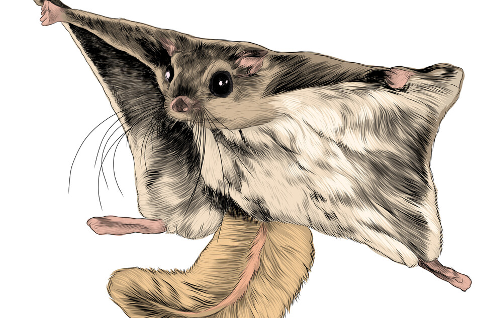 Squirrel smuggling ring is no longer flying high as police make arrests