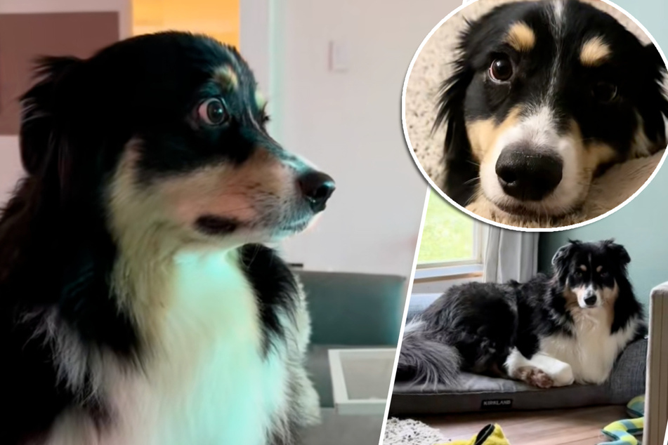 Woman wants to prove her dog has facial expressions and goes viral!