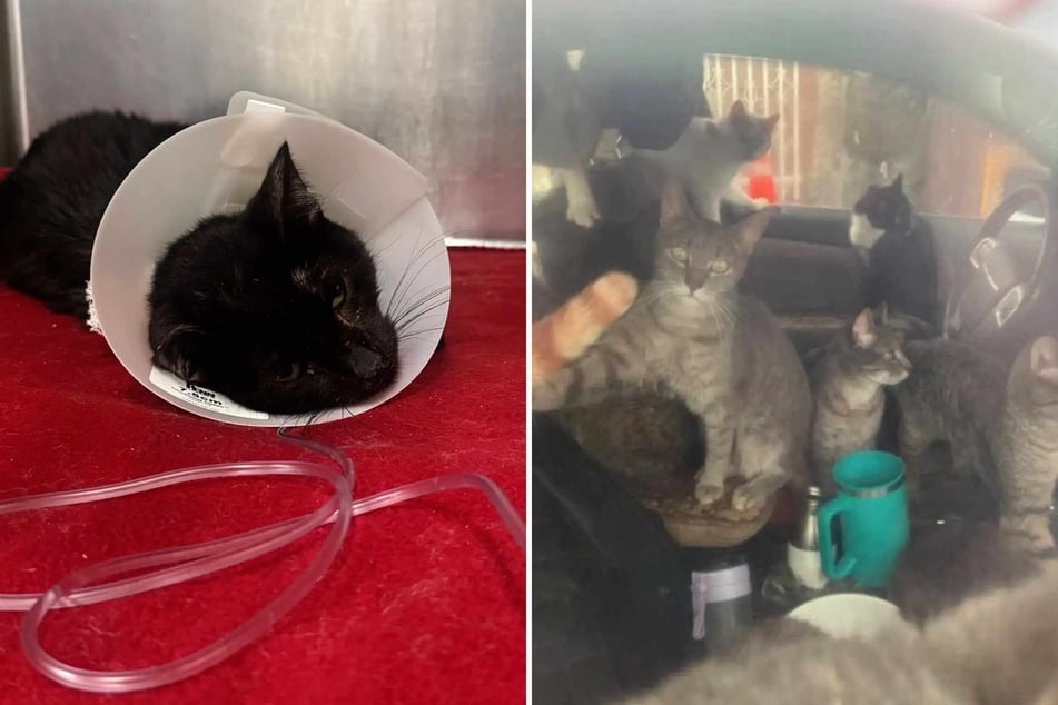 A black tomcat called "Bubu" (l) was of particular concern to the rescuers.
