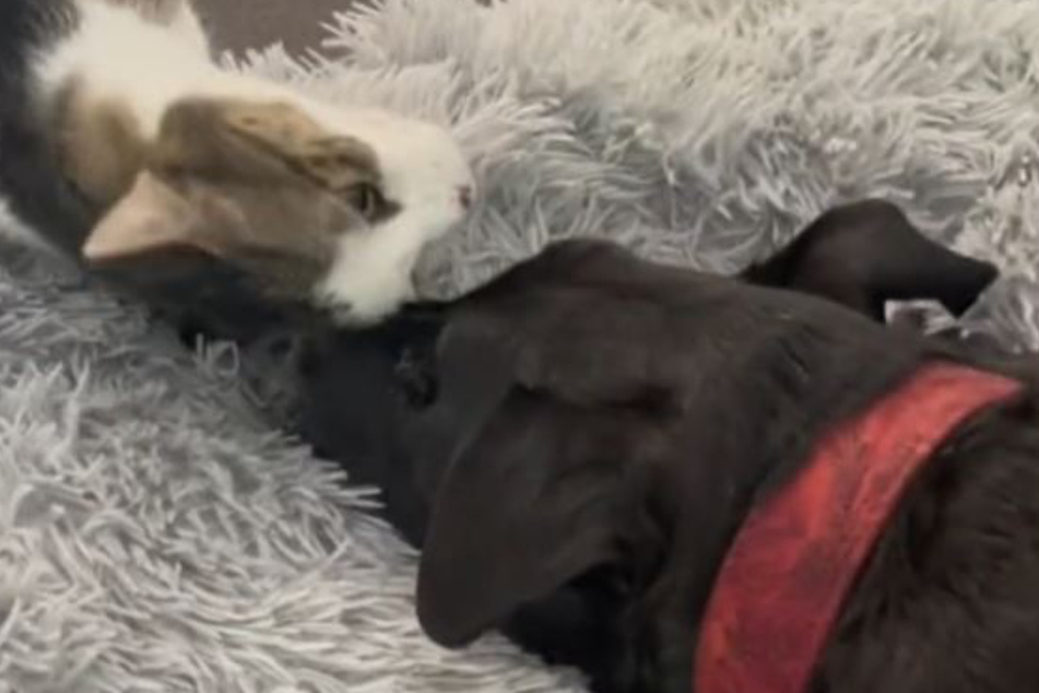 It was clear that Bunny knew she was saying goodbye to her firend.
