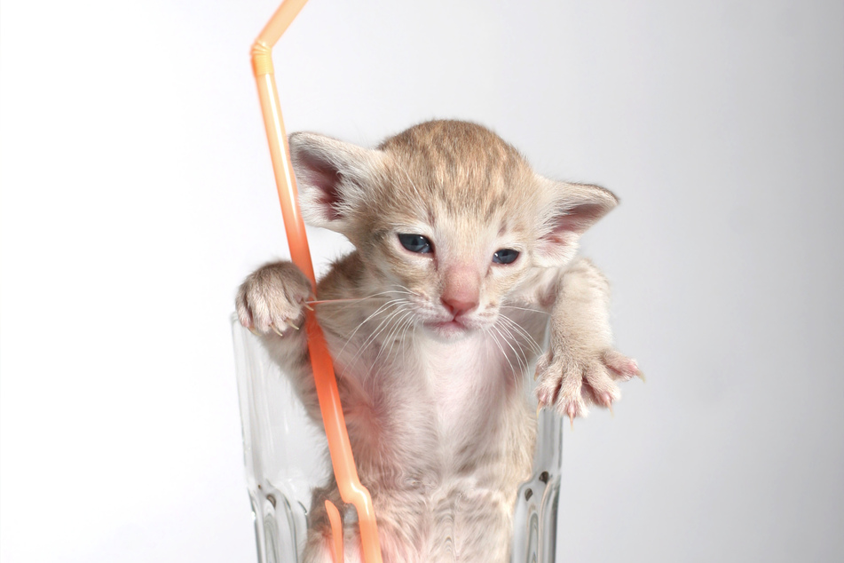 Cats need to be treated with respect, and given attention, when they get the hiccups.