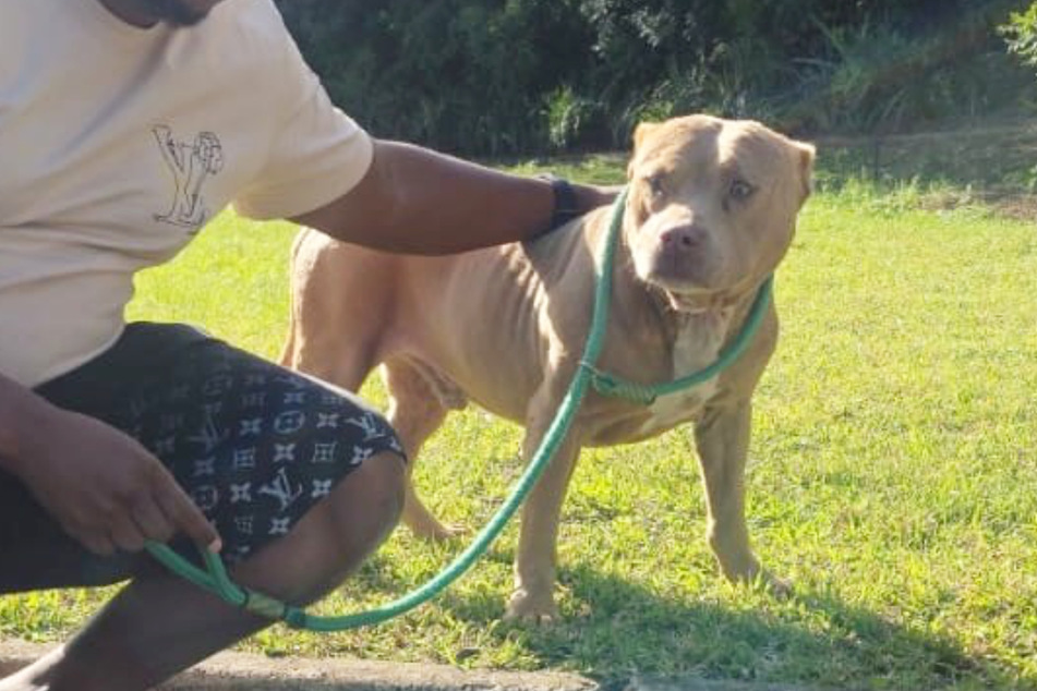 This stray dog has been carrying a secret for five years.
