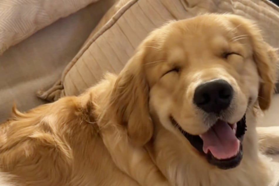 Golden retriever tries desperately to stay awake – and the reason is too sweet!