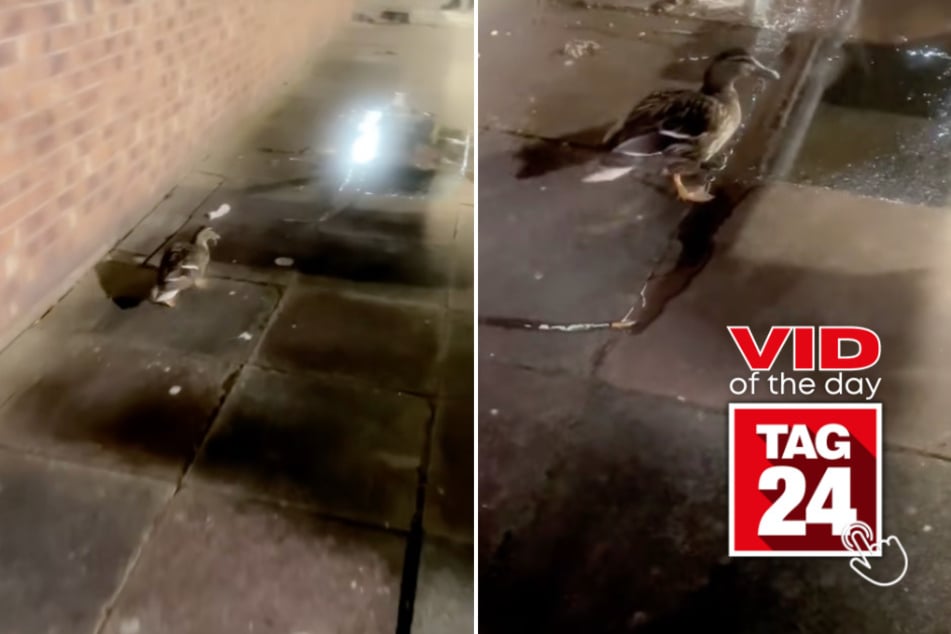 Viral Video of the Day for May 24, 2025: Duck's hilarious poop gets TikTok quacking!