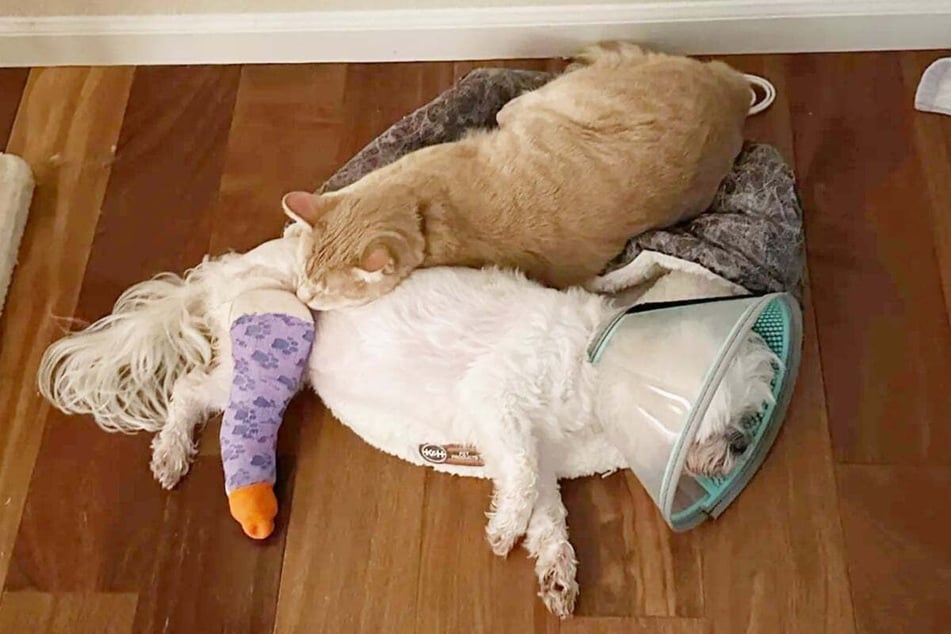 When Rosie the dog recently suffered a serious injury, her cat sibling revealed his softer side.