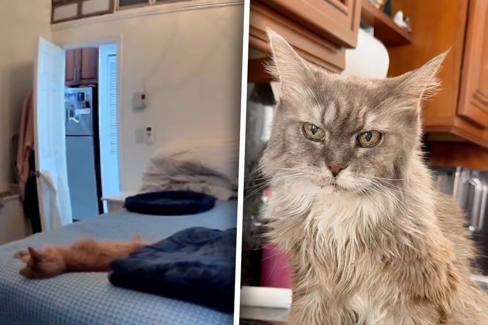 Cat with dementia has heartbreaking reaction to being left home alone