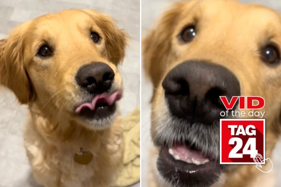 Viral Video of the Day for July 17, 2023: Side-splitting dog rates treats with epic chomps!