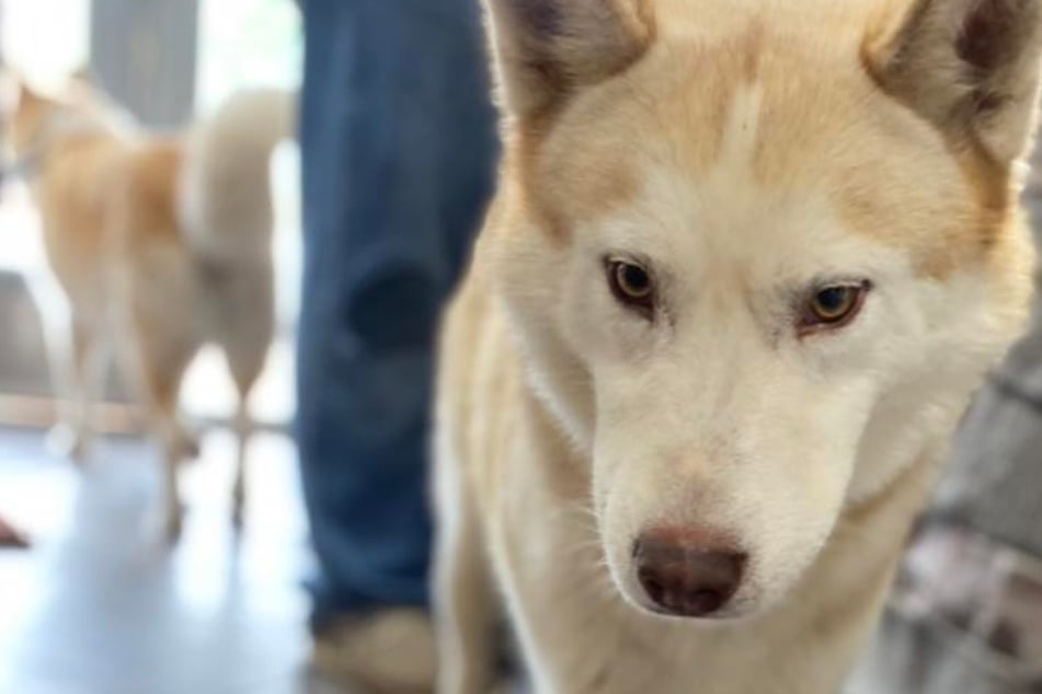 Husky pup with late-night arrival stuns animal shelter staff with secret skill