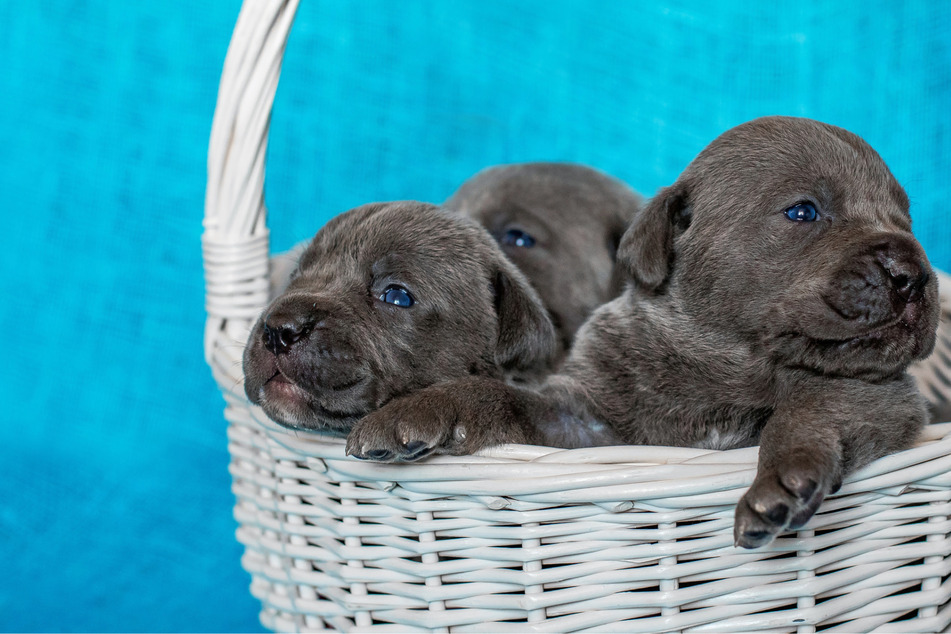 Dog has huge puppy litter that just misses a world record
