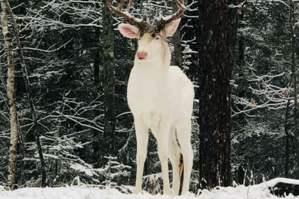 Incredibly rare animal strolls through Wisconsin woman's backyard