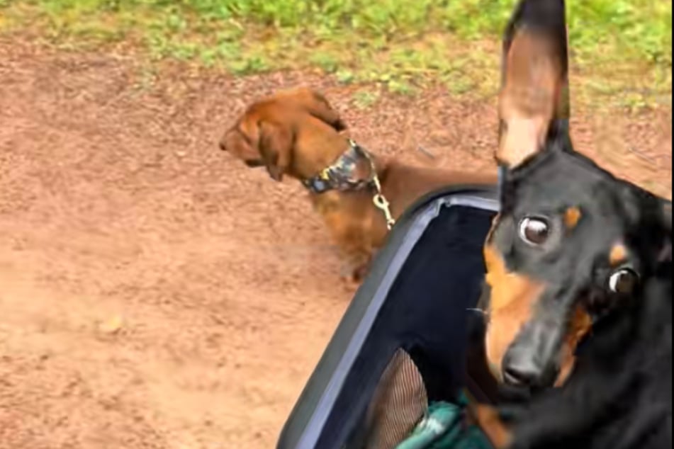 Paralyzed Dachshund is adorably excited to go for a stroll in sweet viral video