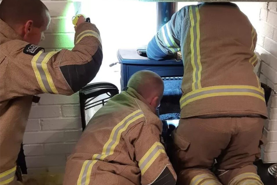 Surprise animal gets stuck inside chimney in a real rescue hoot!