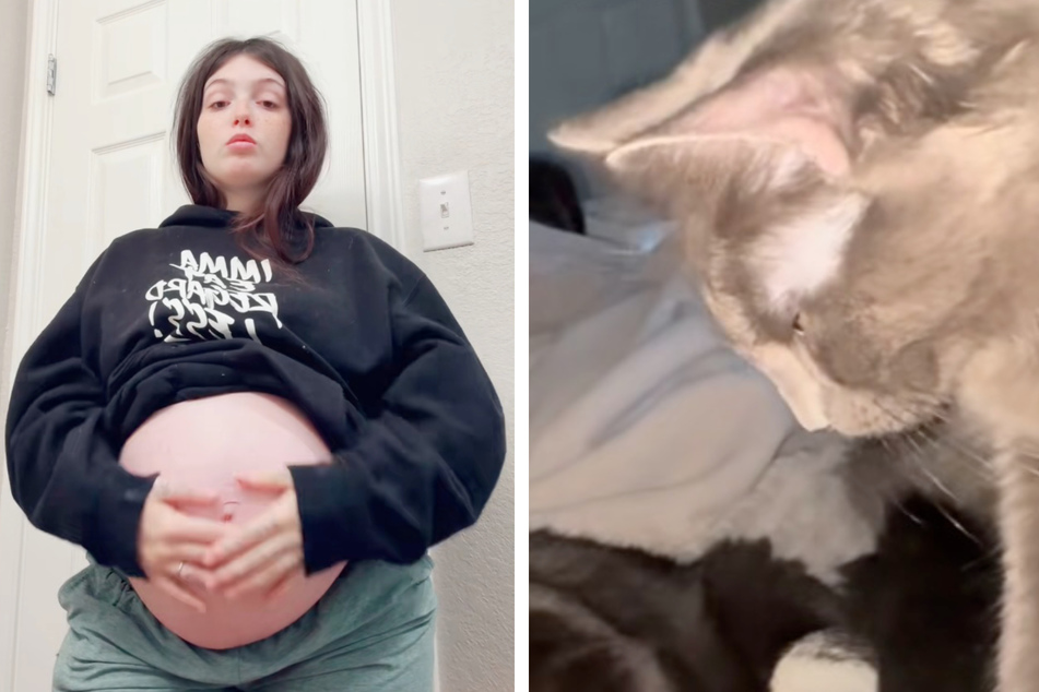 Woman can't believe what her cats do to her pregnant belly every night