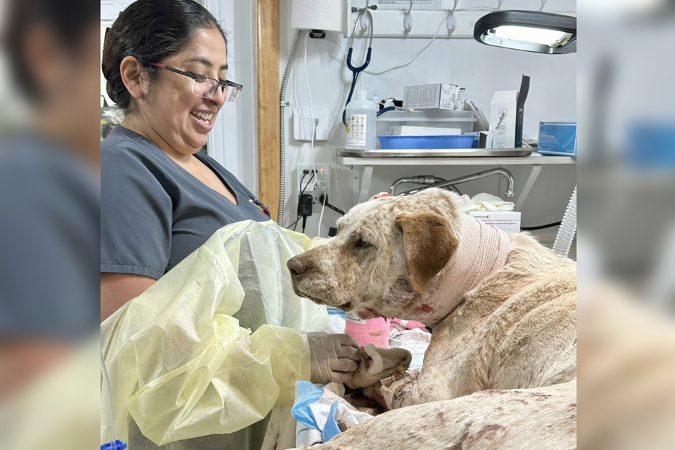 In a dramatic rescue operation, the heroic dog was first given makeshift care at home and then taken for further help in Albuquerque, New Mexico.