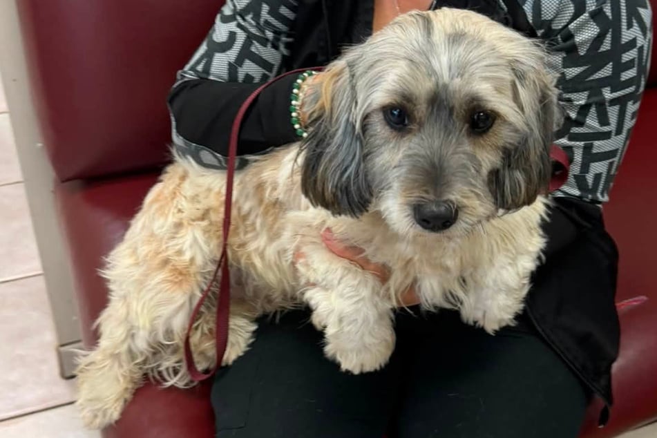 The four‑legged friend is now safe.