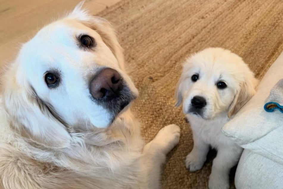 Cody and Cooper (r.) didn't know what to do with one another at first!