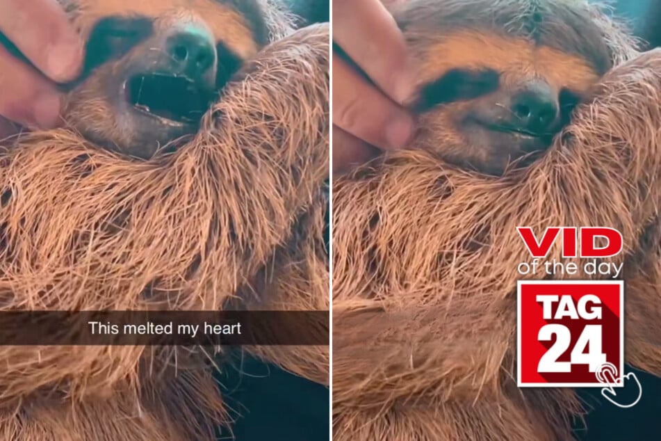 Viral Video of the Day for May 24, 2023: Sloth gives a hammock cuddle surprise