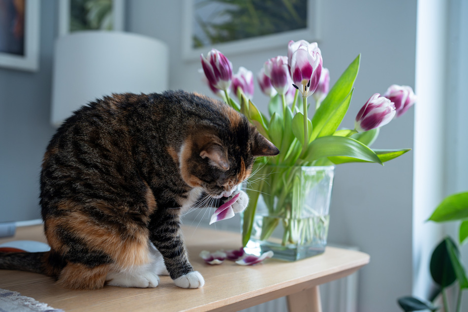 It is possible for a cat to nibble on tulips out of curiosity and accidentally poison itself.