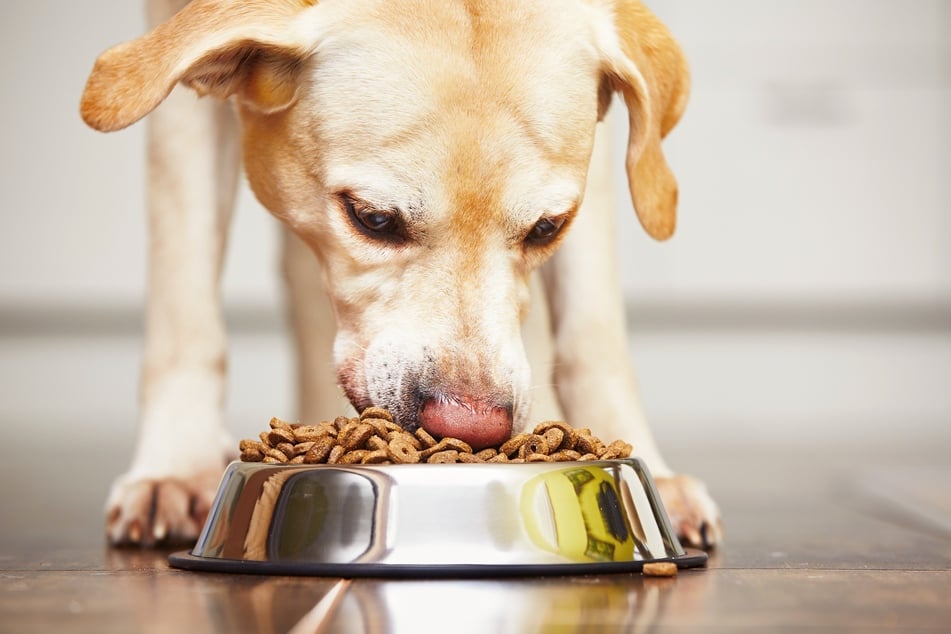 About 80 dogs have died after eating the food (stock image).