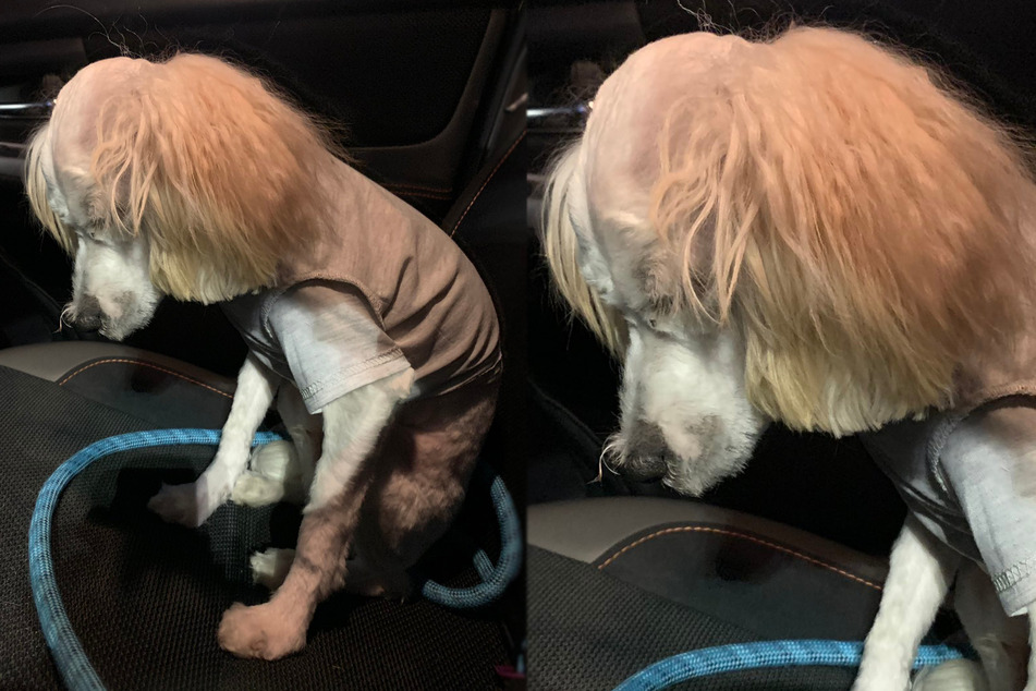 Bear seems to be in crisis over his new look (collage).