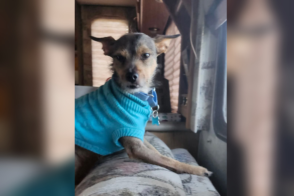 Wiley the puppy became a hero.