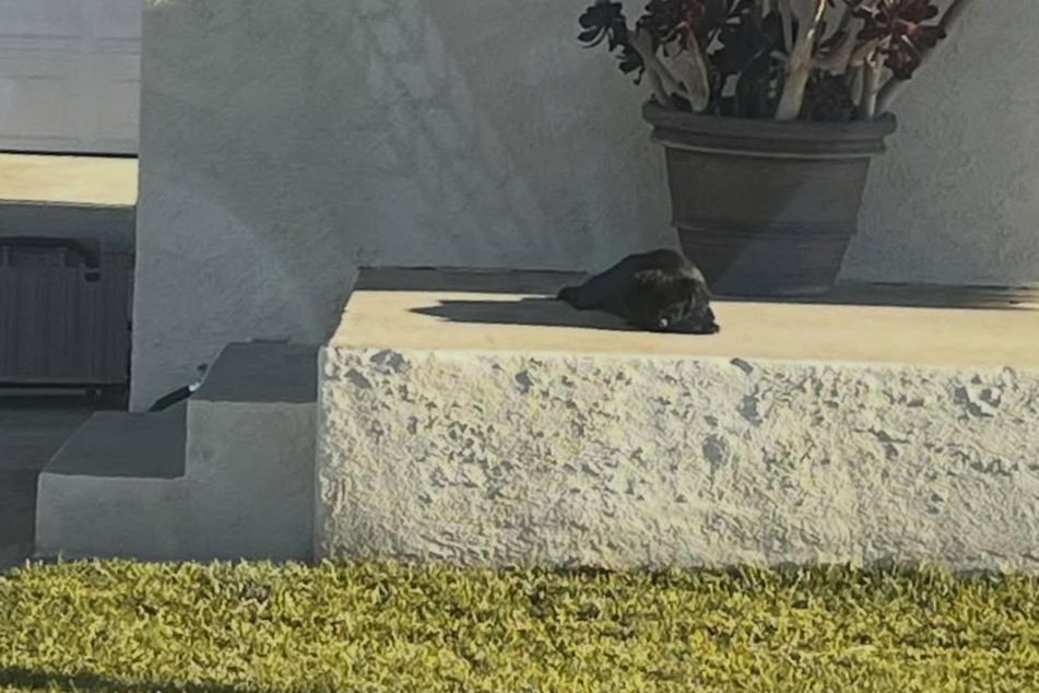 A small, abandoned puppy dog sat on the side of a road for days, completely terrified and overheated.
